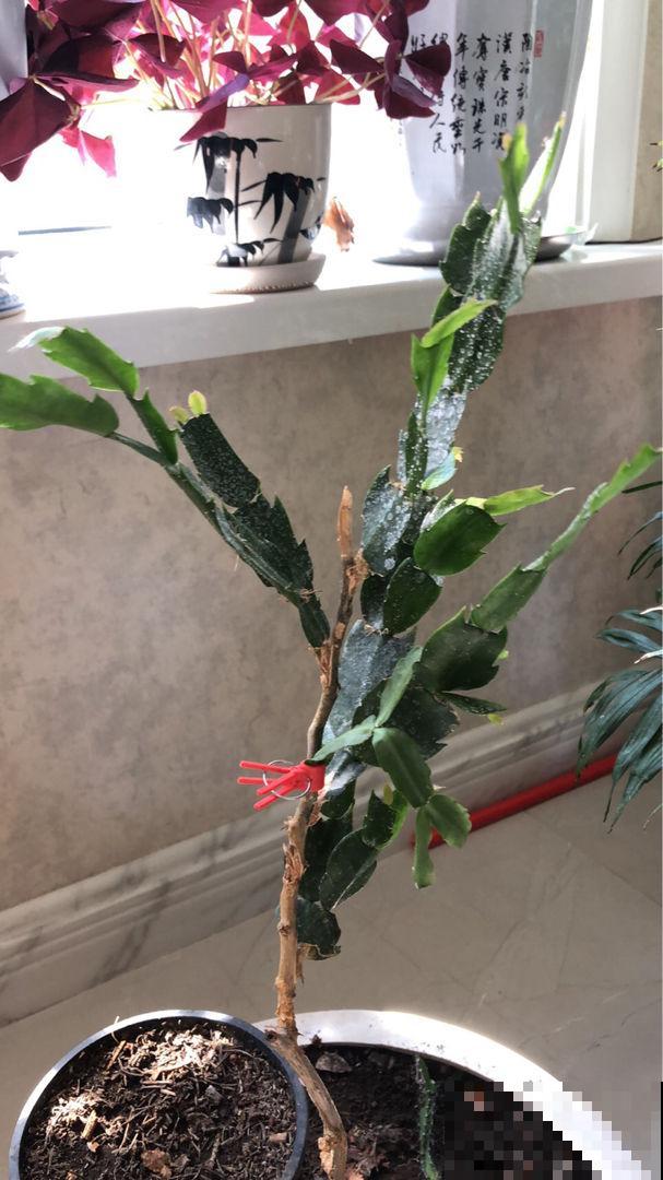 蟹爪兰嫁接叶仙超简单，三天就能存活，颜值瞬间翻倍