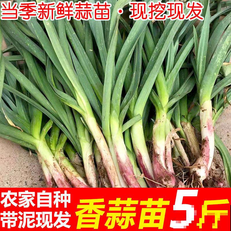 懒得买菜，快在家里盆栽蒜苗，轻松就能种植