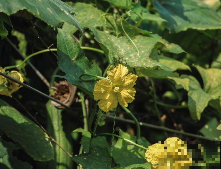 种植丝瓜要注意，这3种肥轻易不要使用，以免影响生长