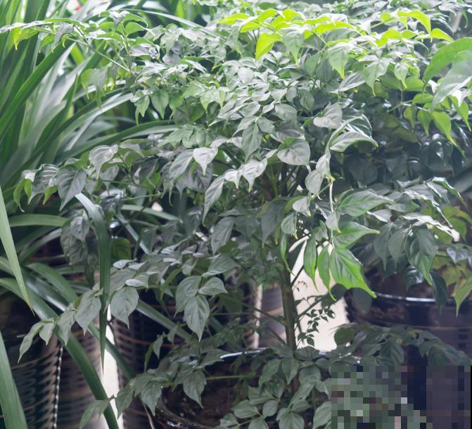 幸福树买回家,叶子卷成“自来卷”,究竟是为啥 幸福树买回家,叶子卷成“自来卷”,究竟是为啥