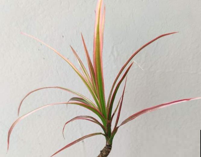 家里养殖七彩铁，不要随时摆放，这3个位置比较合适