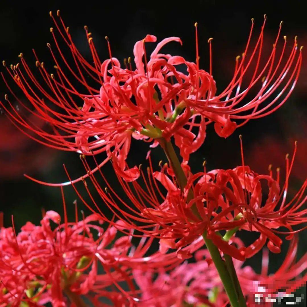 过年烟花没看够，快养这9种花，开花更美