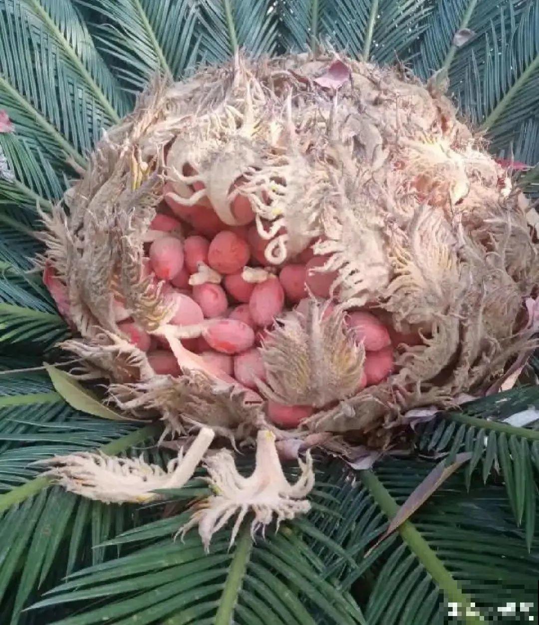 老人常说,6种吉祥花,轻易不开花,开花据说有好运 老人常说,6种吉祥花,轻易不开花,开花据说有好运