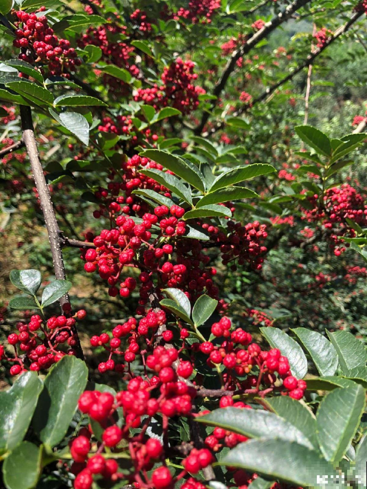 3种花掐掉嫩芽，调料一拌太香，一口鲜味等一年