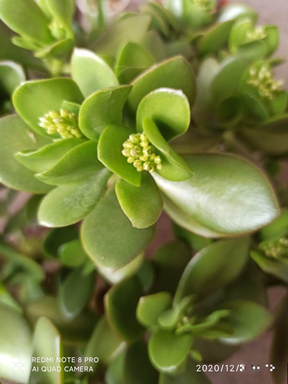 玉树这种贵气花，掌握方法才能越养越值钱，赶紧学起来