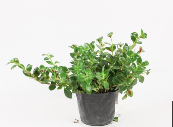 这5种植物，可以养成垂吊造型，好看易好养