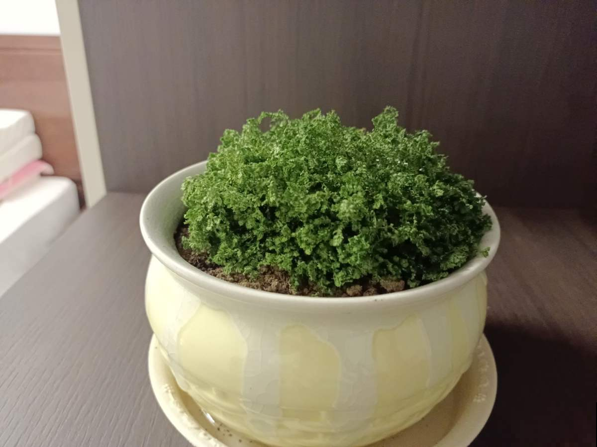 绿地球软萌可爱又耐阴，办公室养一盆，释放压力还能缓解眼部疲劳