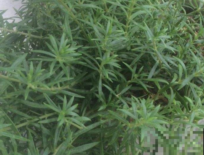 厨房养盆迷迭香,随用随取超方便,记住这2种种植方法养殖没问题 厨房养盆迷迭香,随用随取超方便,记住这2种种植方法养殖没问题