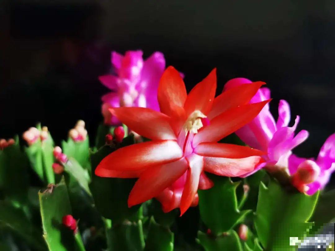 大花蕙兰太贵,掉个花苞都心疼,快来注意这3点! 大花蕙兰太贵,掉个花苞都心疼,快来注意这3点!