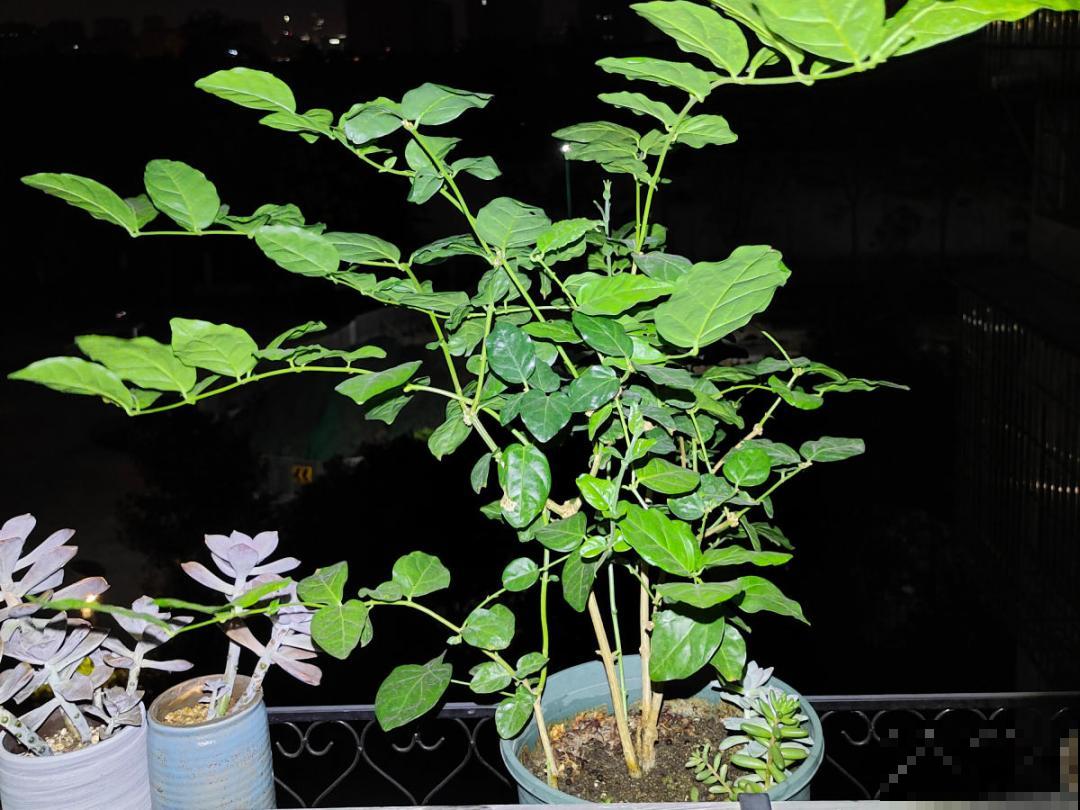 “外甥正月不剃头”，8种花正月不能剪，还要再忍1个月