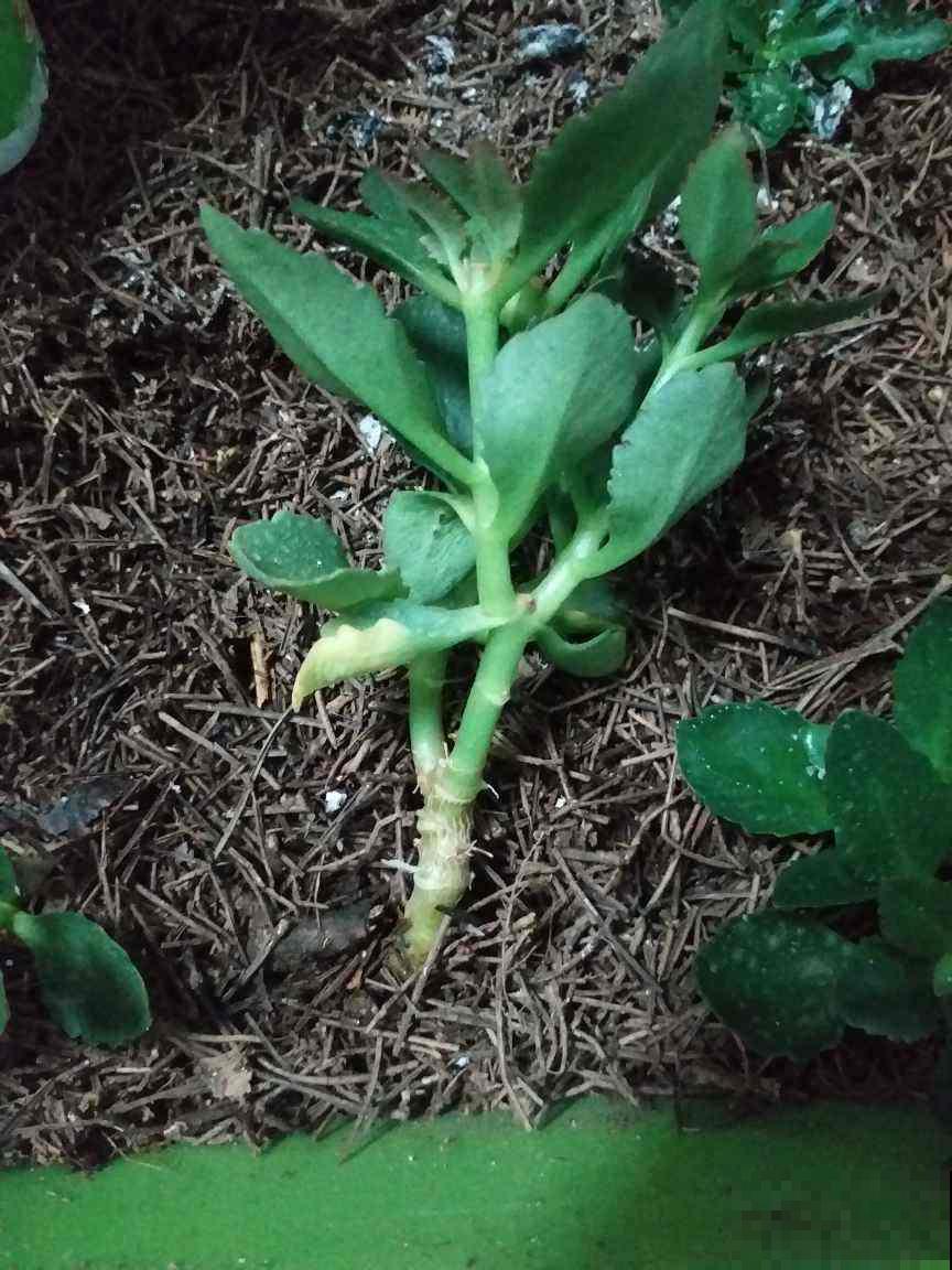 路边的土挖回家，怎么就我把花养死了，是因为没注意这3点