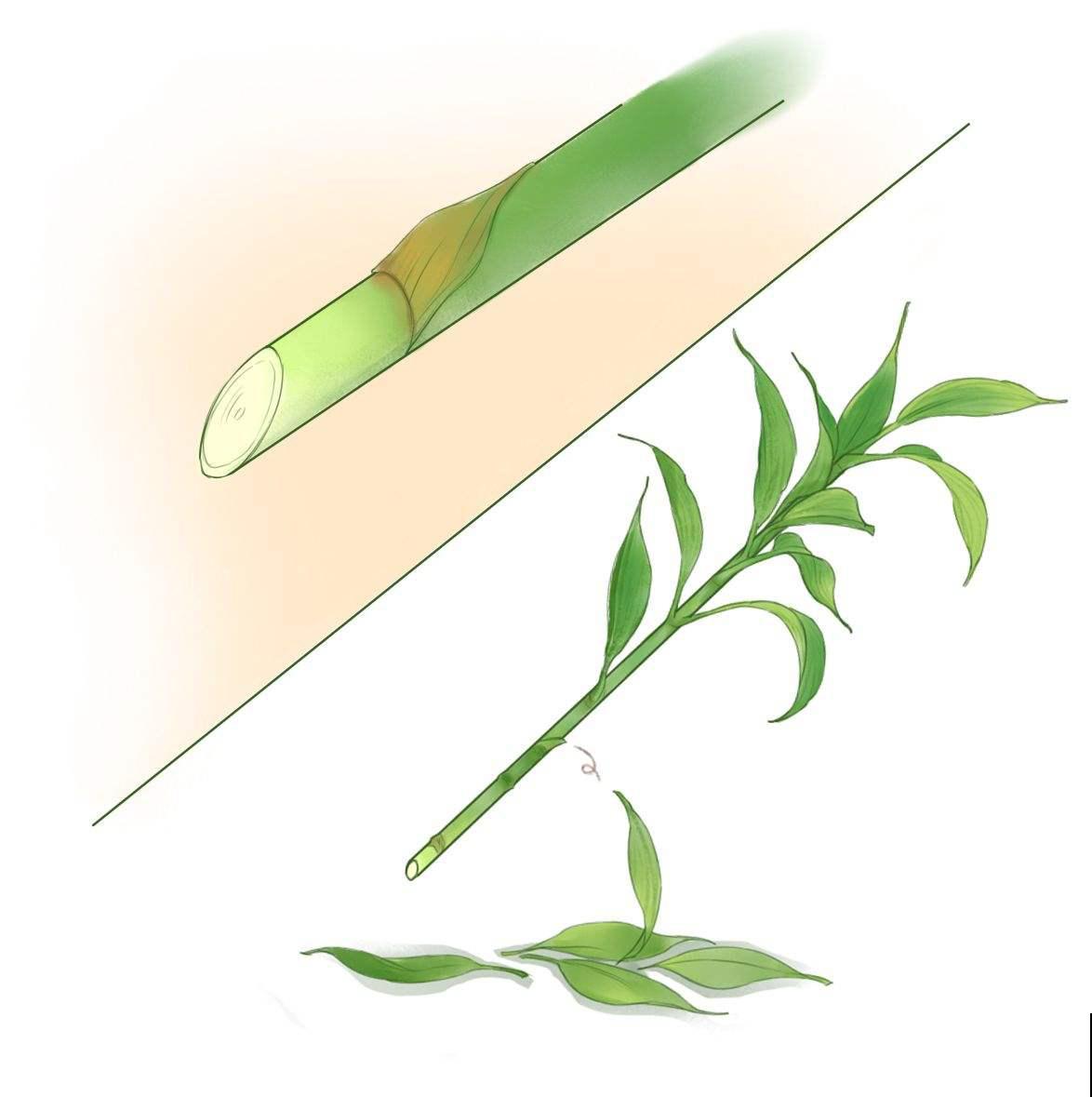 翠绿的富贵竹,在家3天就黄叶,原因你要知道 翠绿的富贵竹,在家3天就黄叶,原因你要知道