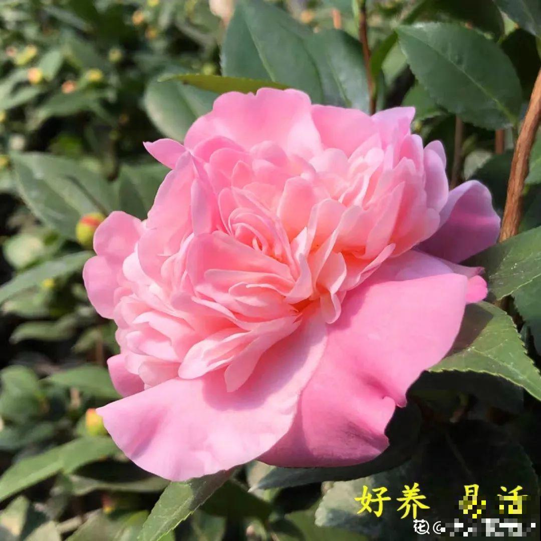 花68888元买棵桔子树，新年沾满“桔气”，来年“大吉大利”！