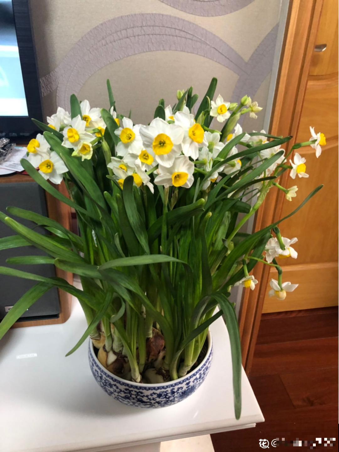 漳州水仙“甲天下”,春节养一盆,香飘满屋! 漳州水仙“甲天下”,春节养一盆,香飘满屋!
