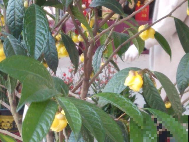 几百块一盆的贵货花,移栽一定要特别注意,不然花都死了 几百块一盆的贵货花,移栽一定要特别注意,不然花都死了