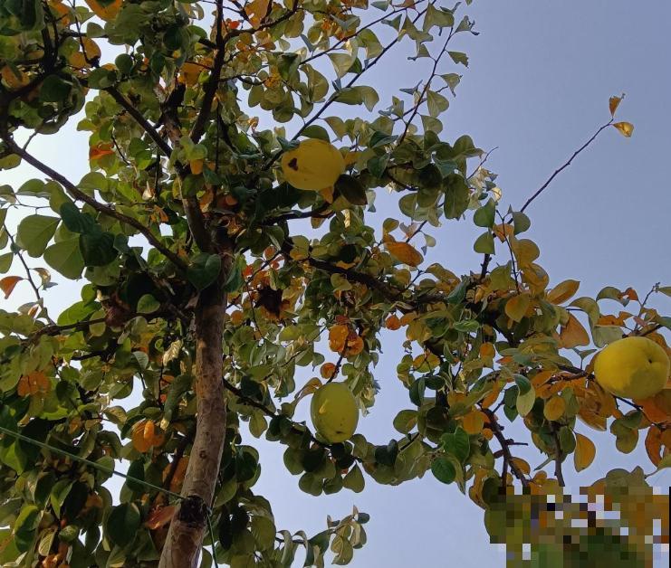 家里种木瓜，5个要点要注意，结出硕大金黄的木瓜