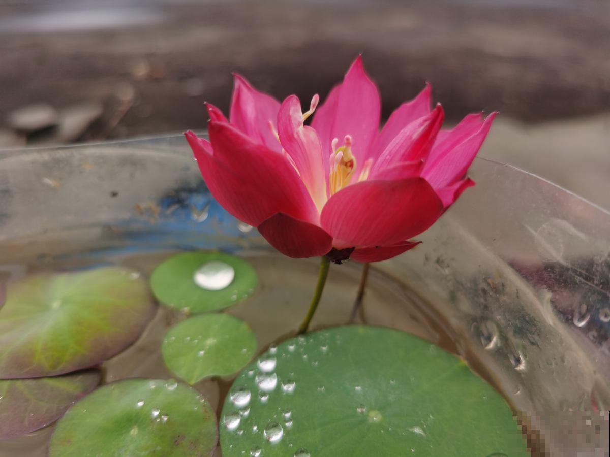 名字不吉利的4种花,开花太美,忍不住要养 名字不吉利的4种花,开花太美,忍不住要养