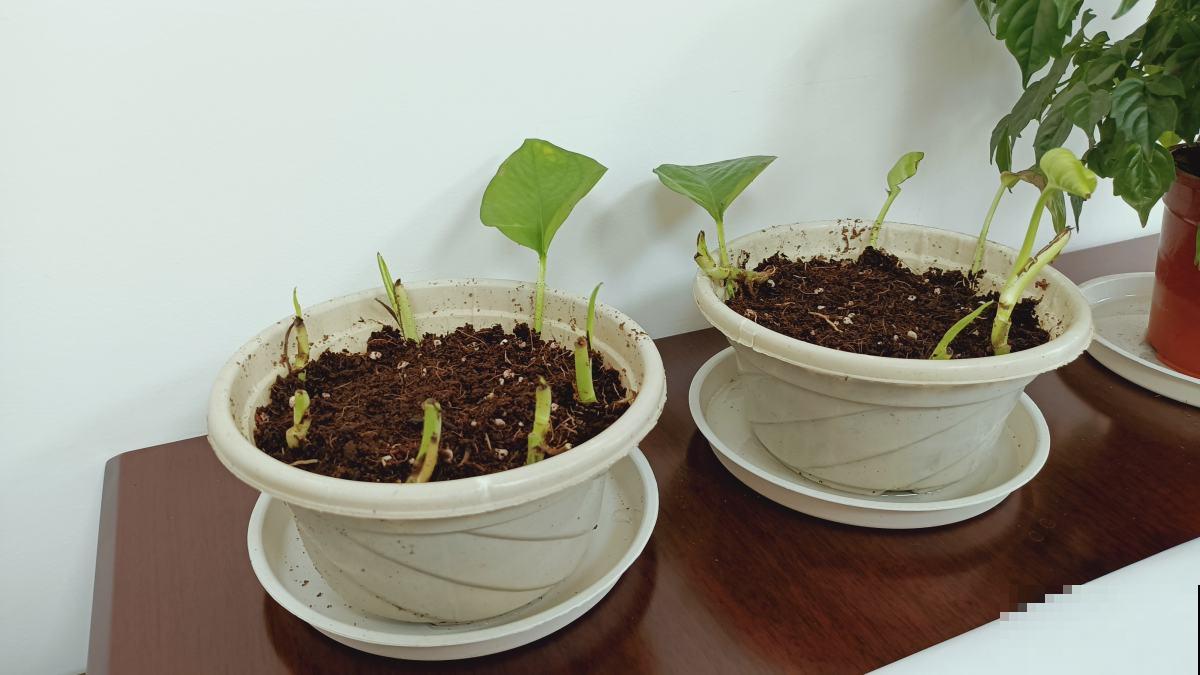 4种花太能“生小崽”，养1盆等于养10盆，性价比超高