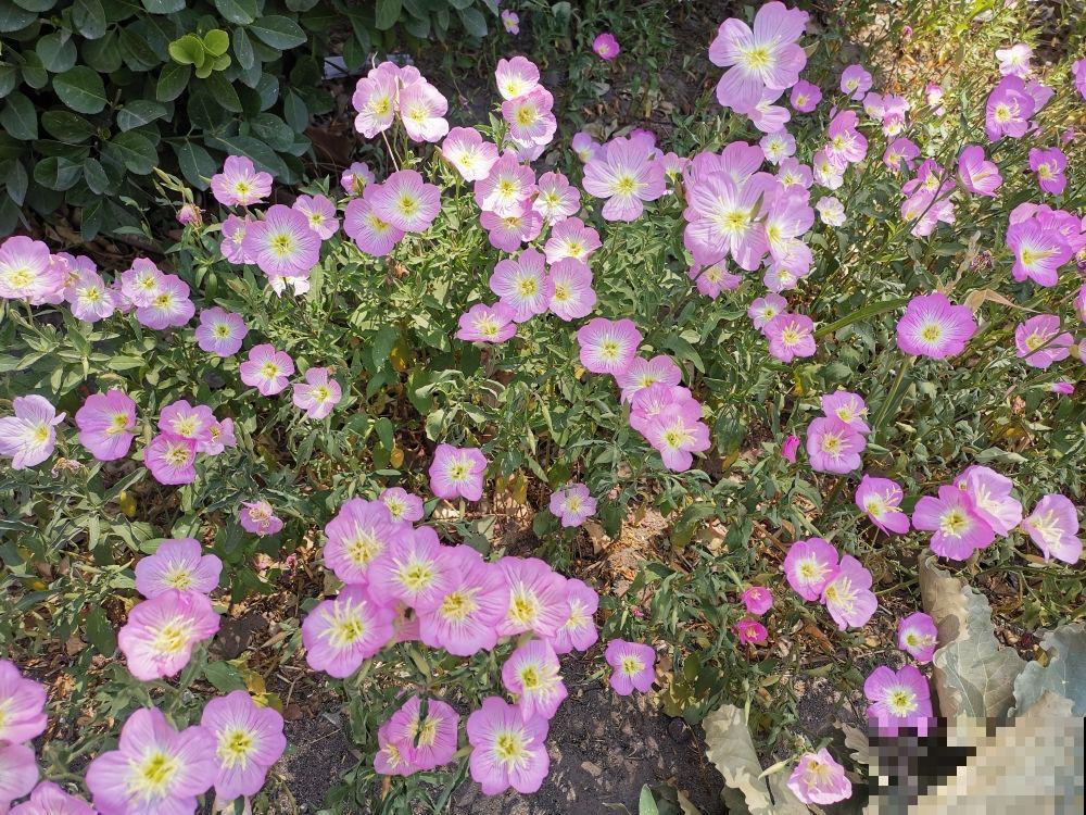 春天适合播种的8种花,撒完种3天冒芽,一个月就开花 春天适合播种的8种花,撒完种3天冒芽,一个月就开花