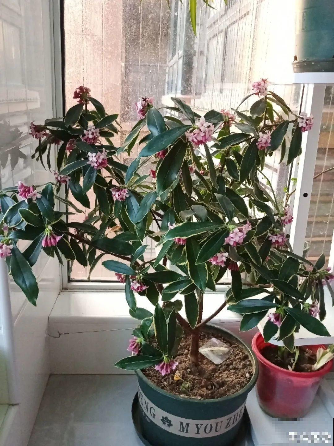 年宵花提前开败,扫兴还“不吉利”,学1招,才能延长花期! 年宵花提前开败,扫兴还“不吉利”,学1招,才能延长花期!