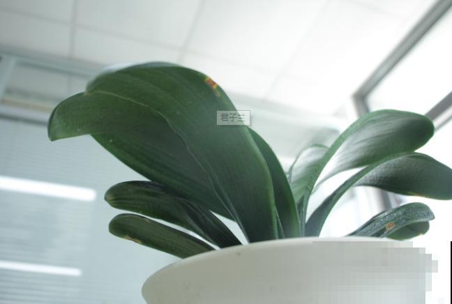 朋友送的君子兰,回家养殖注意这4点,状态恢复快 朋友送的君子兰,回家养殖注意这4点,状态恢复快