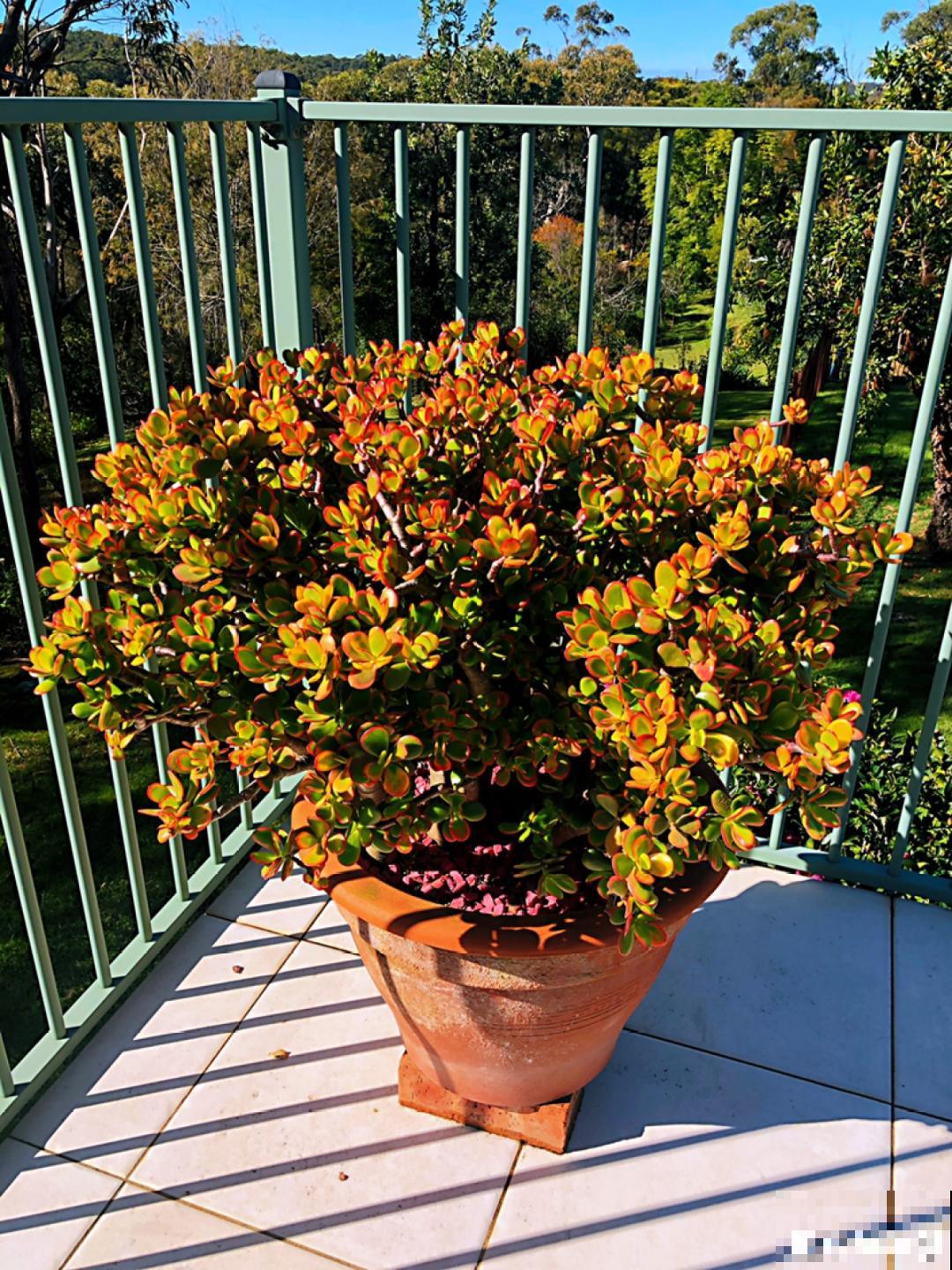 老人常说,6种吉祥花,轻易不开花,开花据说有好运 老人常说,6种吉祥花,轻易不开花,开花据说有好运