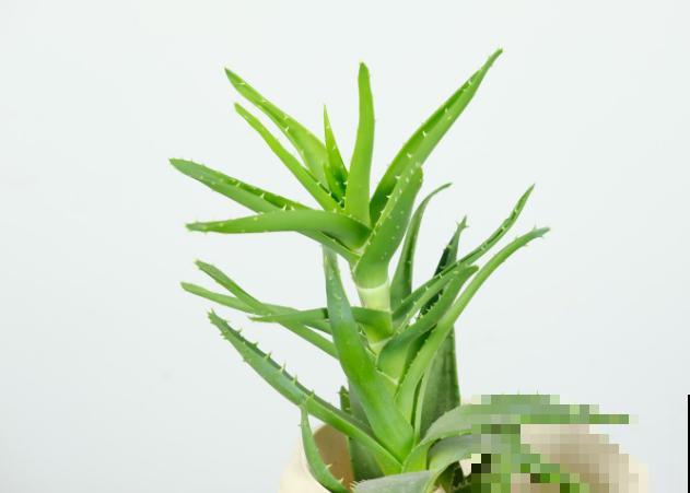 下月立秋，芦荟进行换盆记住这3点，服盆不出问题