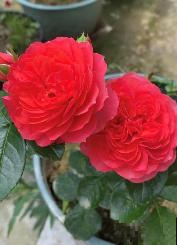 小阳台的开花机器,花期能达大半年,月月爆开不歇气,真香! 小阳台的开花机器,花期能达大半年,月月爆开不歇气,真香!