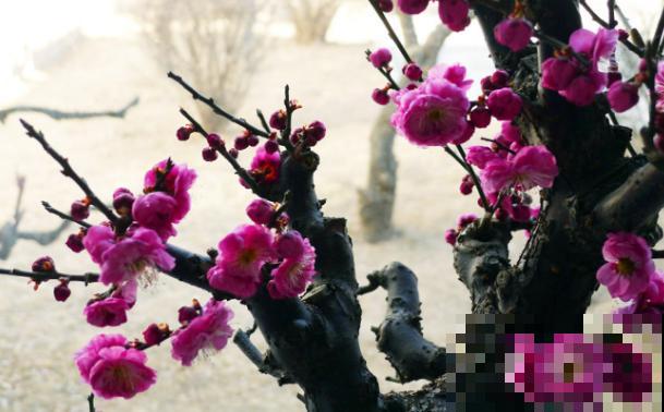 花的种类有这4种，养殖很简单，注意生长习性长势旺