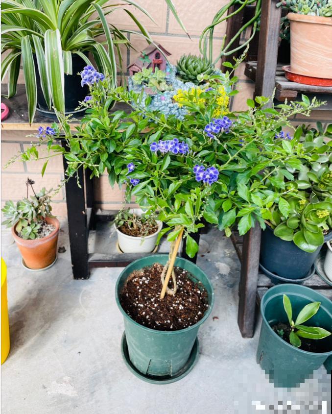 蕾丝金露花，耐热耐晒耐修剪，剪几下，变成“爆盆花”！