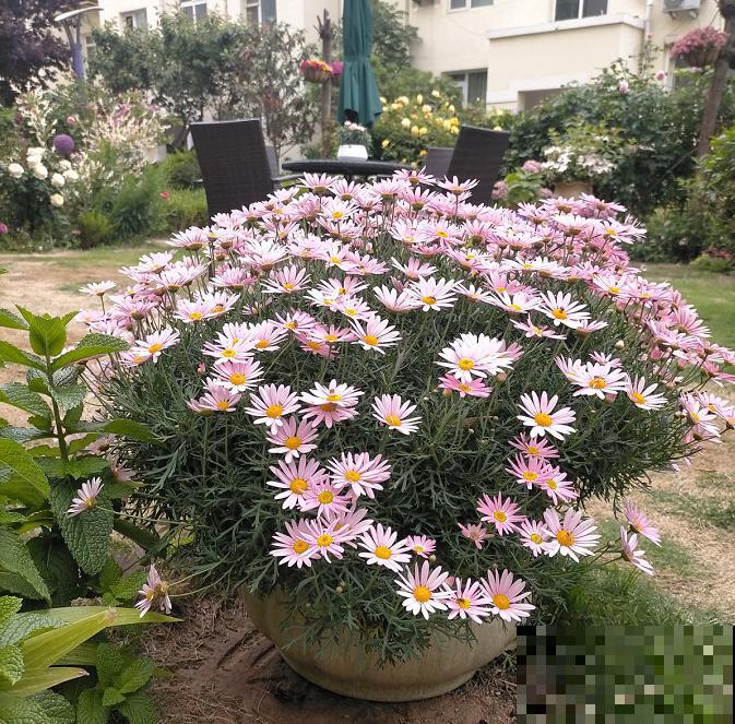 春天养盆玛格丽特,狠心剪一剪,轻松长成大花球 春天养盆玛格丽特,狠心剪一剪,轻松长成大花球