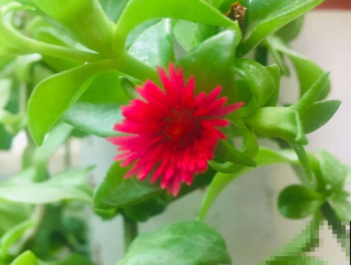 牡丹吊兰掐个叶,株型更加饱满圆润,越长越旺 牡丹吊兰掐个叶,株型更加饱满圆润,越长越旺