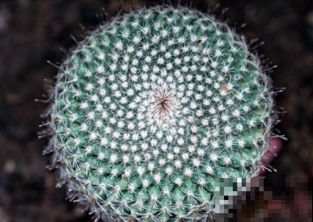 仙人球上面长小球，要及时摘掉，步骤要记住这4点