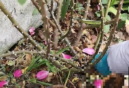 花园三剑客也要换盆,越冷长得越旺,明年呼呼开花 花园三剑客也要换盆,越冷长得越旺,明年呼呼开花