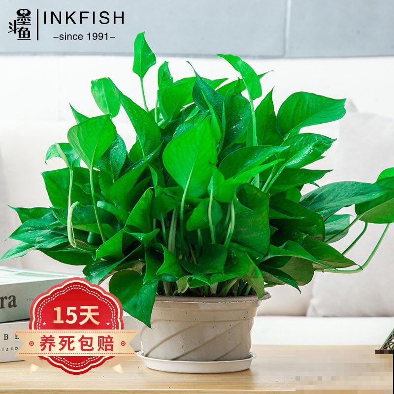 家里变温馨，4种花就够了，好寓意多多