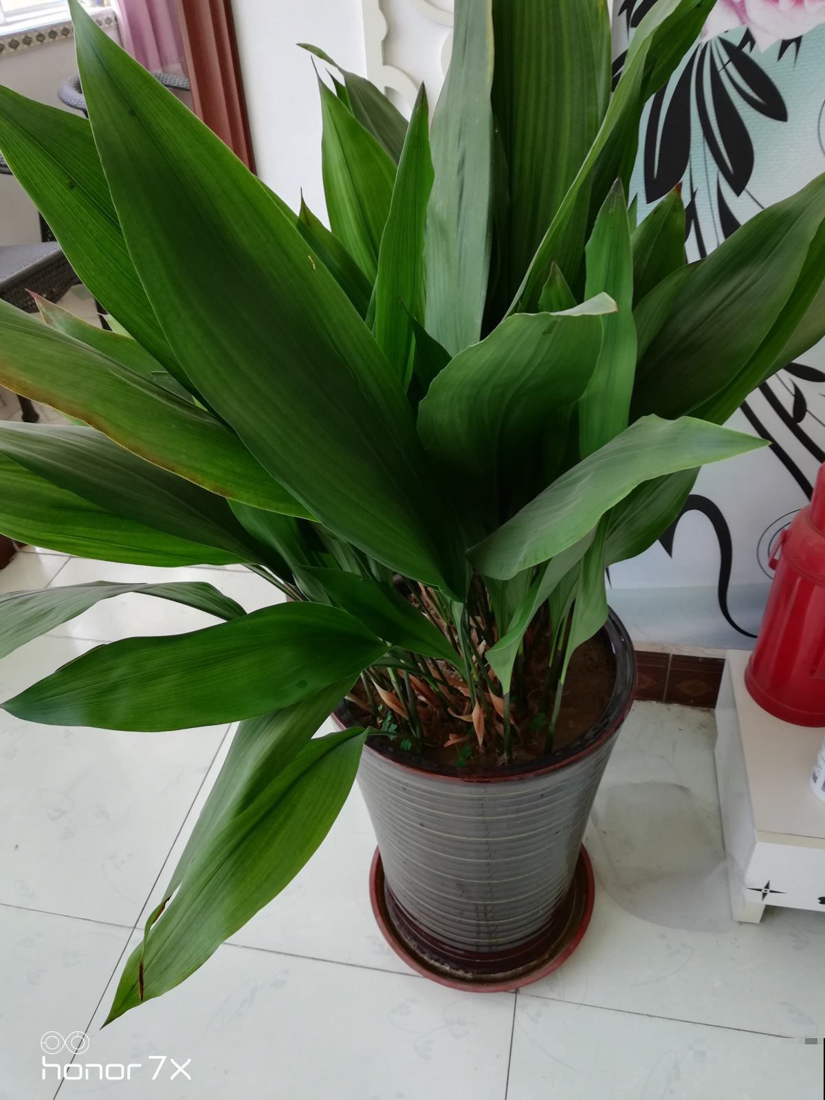 10种耐阴植物,北阳台养更好,小众又有高级感 10种耐阴植物,北阳台养更好,小众又有高级感