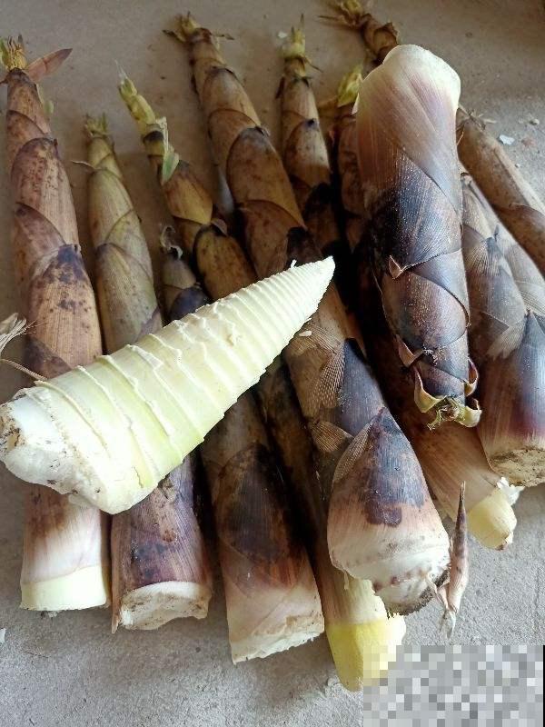 春天必吃的6种野菜,鲜味飘满屋,错过要再等一年 春天必吃的6种野菜,鲜味飘满屋,错过要再等一年