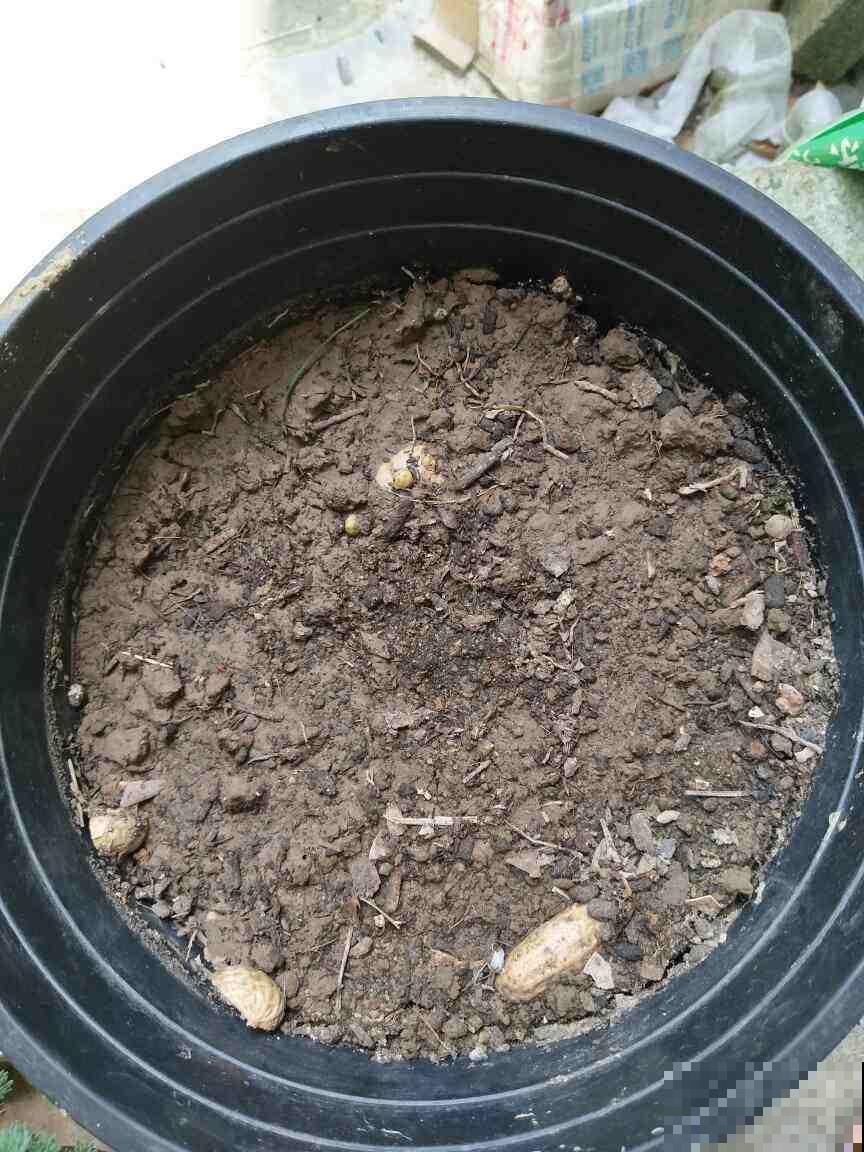 生姜别再花钱买,教你阳台盆栽,种一棵结一盆 生姜别再花钱买,教你阳台盆栽,种一棵结一盆