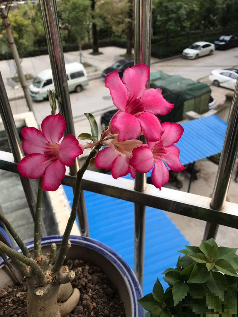 3种超级耐旱的花,好看又好养,懒人必备花卉 3种超级耐旱的花,好看又好养,懒人必备花卉