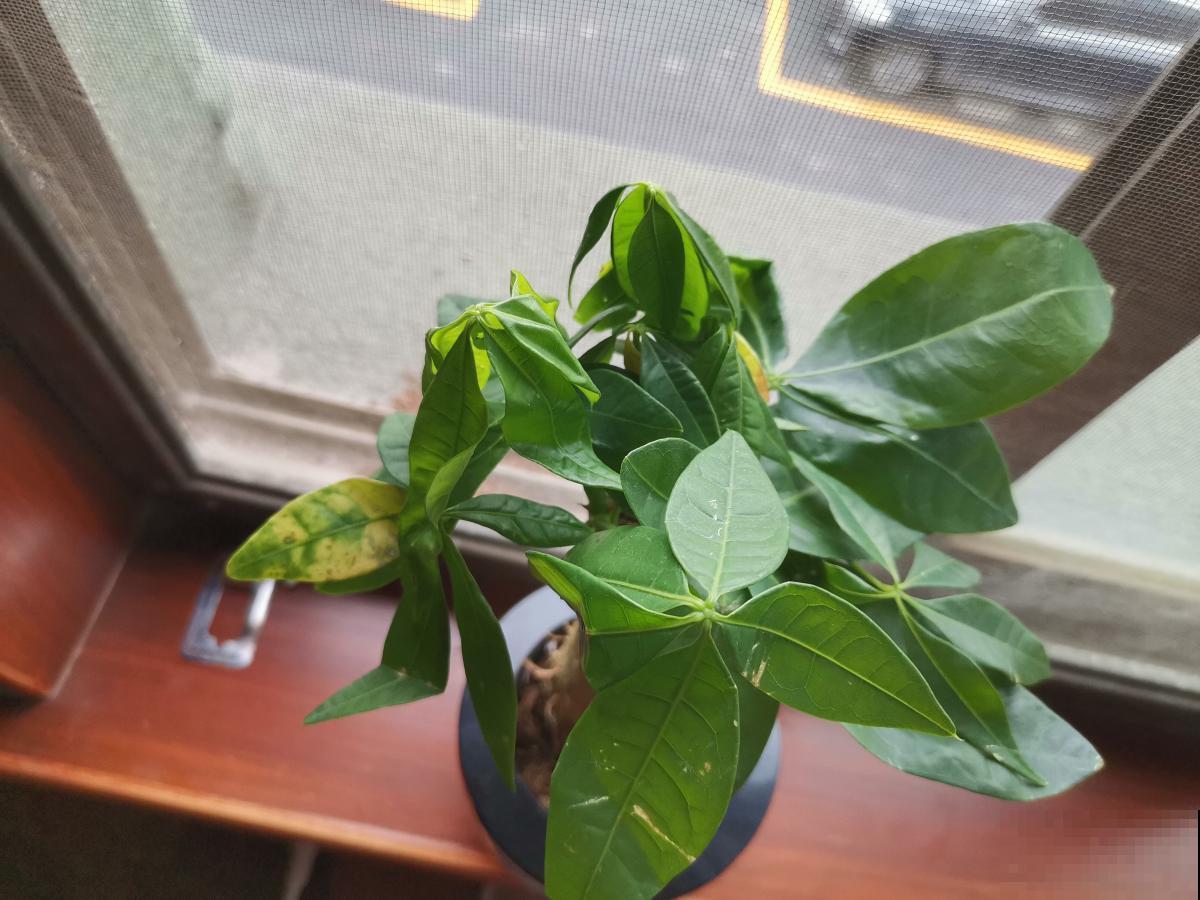 7种花“不长寿”，过了年三十就得扔，属实可惜