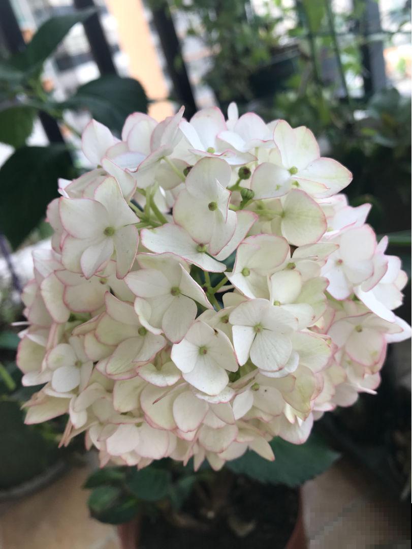 团团圆圆开满花，就看这3种，喜庆氛围拉满