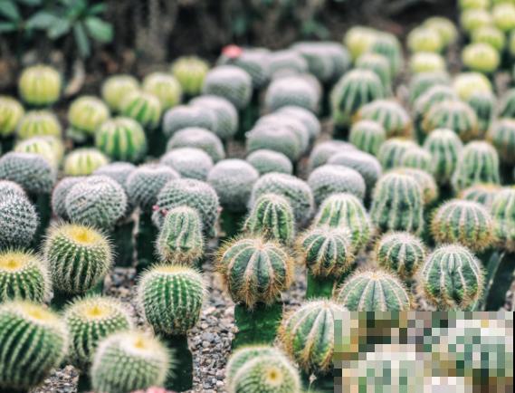 仙人球上面长小球，要及时摘掉，步骤要记住这4点