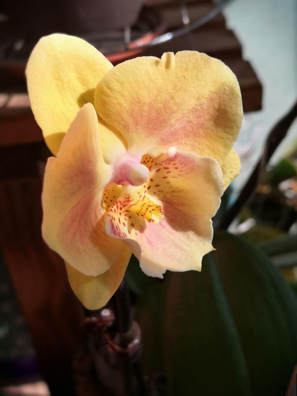 一盆蝴蝶兰，“超长待机”3个月，植物界的艺术品