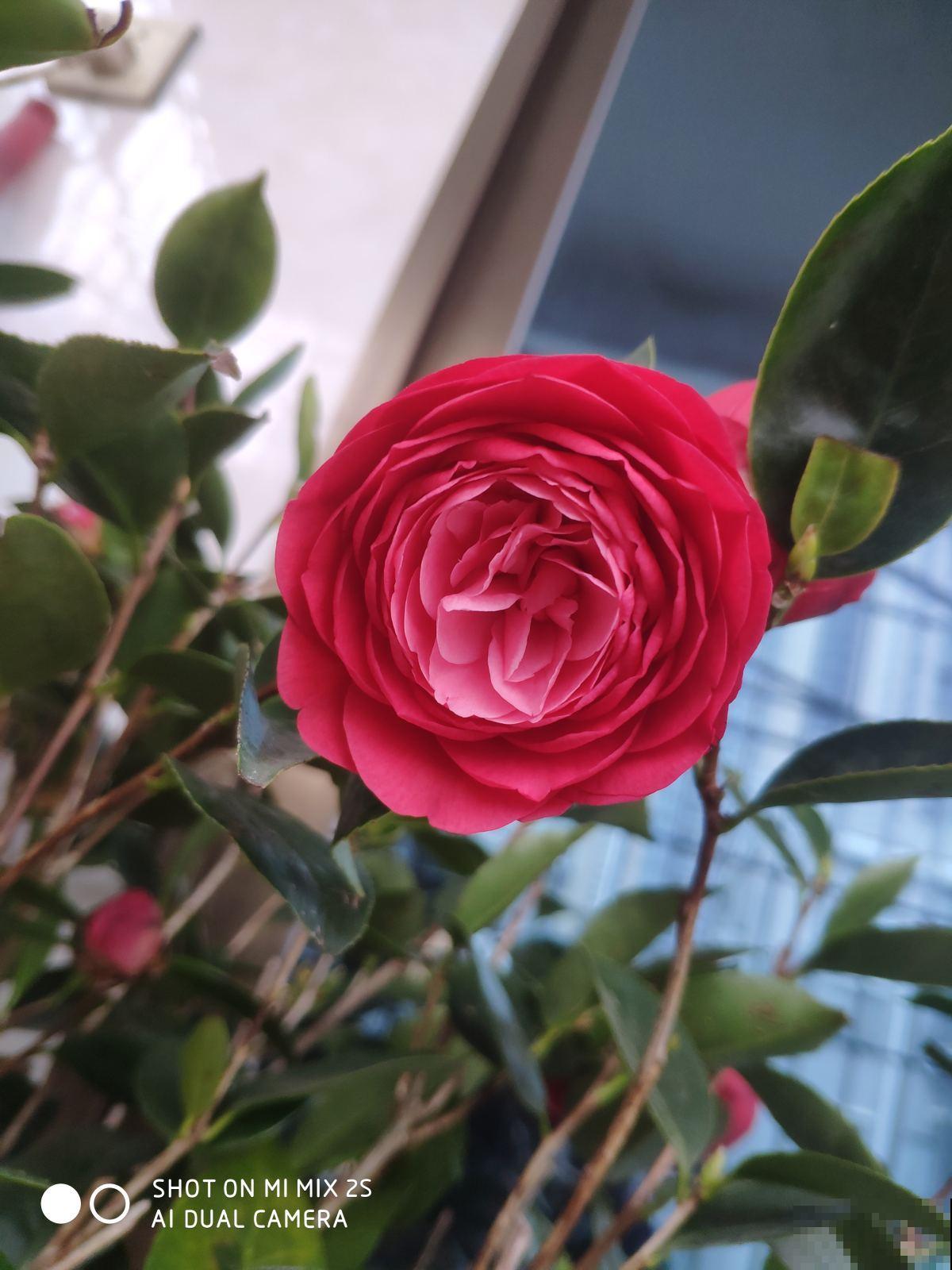 春天养茶花的“三大雷区”,学会避开很重要,能开花大半年 春天养茶花的“三大雷区”,学会避开很重要,能开花大半年