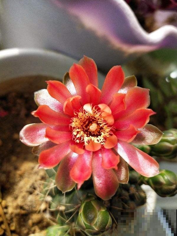 美到令人惊艳的仙人掌花，今年必须入手一盆，开花后跟荷花一样美