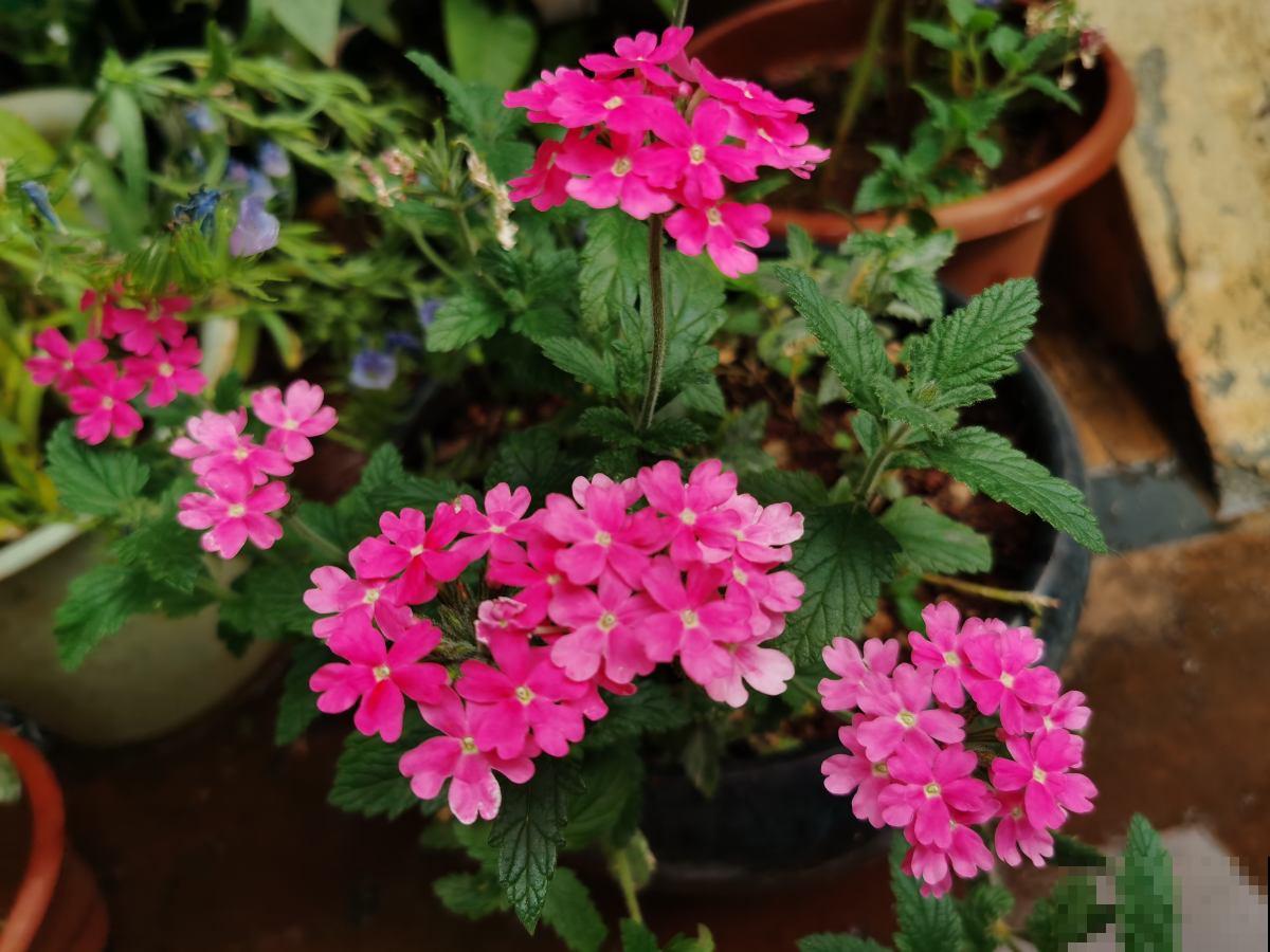 春天适合播种的8种花,撒完种3天冒芽,一个月就开花 春天适合播种的8种花,撒完种3天冒芽,一个月就开花