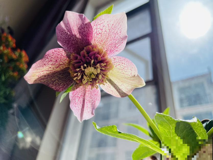 1种花被称作“冬日里的玫瑰”，学名虽不好听，颜值超高很耐寒