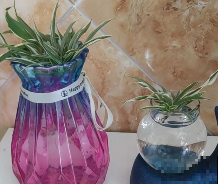 吊兰水培，记住这4点，长势很旺盛