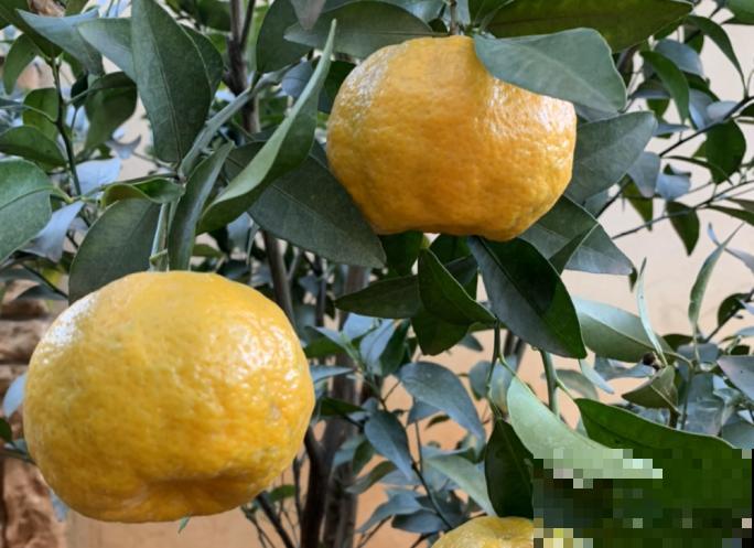 室内盆栽桔子，要想养的好，这5点需要多注意