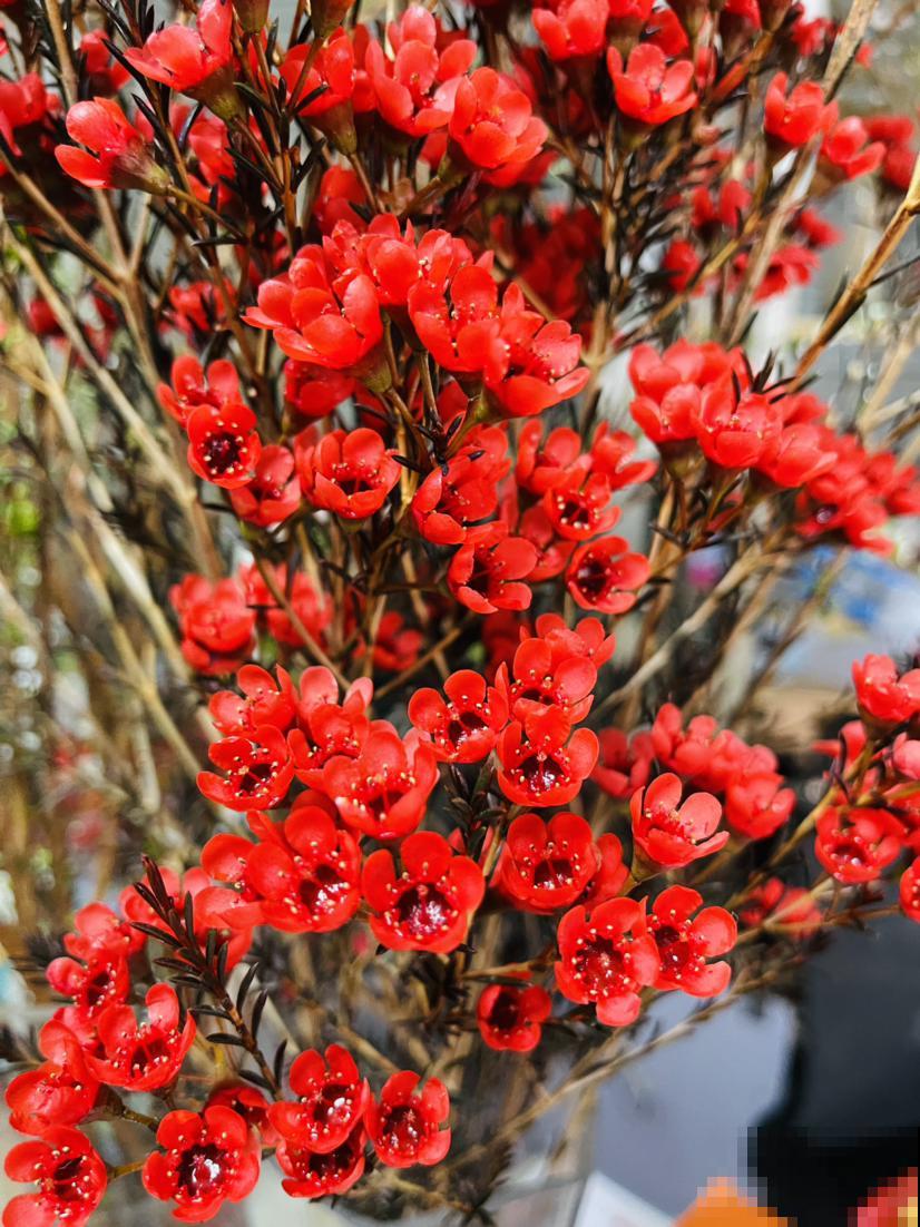 花市“捡漏”的5个技巧，学会了能省不少钱，适合新手小白